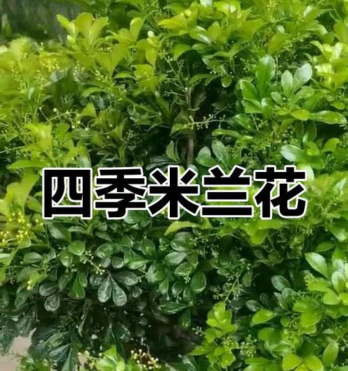 米兰的养护技巧有哪些？怎样才能使其开花？