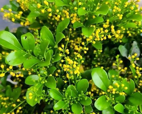 米兰的养护技巧有哪些？怎样才能使其开花？