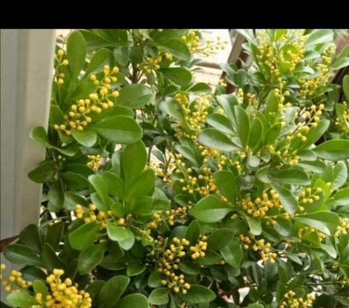 米兰的养护技巧有哪些？怎样才能使其开花？