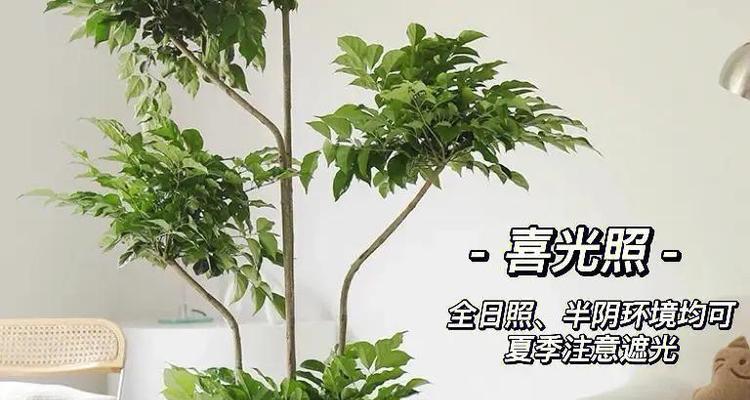 幸福树浇水有什么技巧？