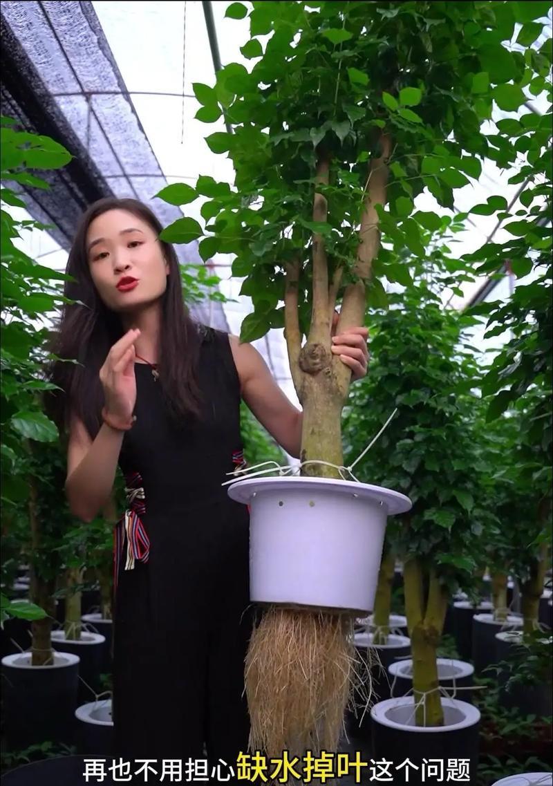 幸福树浇水有什么技巧？