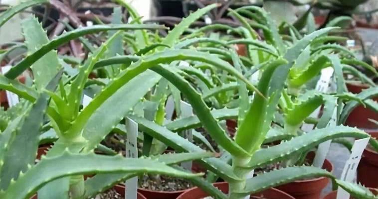 盆栽花草的养护秘诀是什么？如何让盆栽花草茁壮成长？