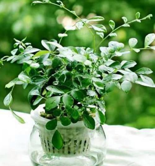 盆栽花草的养护秘诀是什么？如何让盆栽花草茁壮成长？