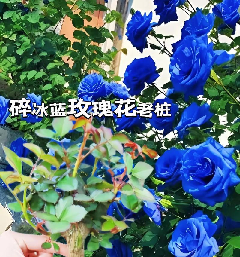 白蓝玫瑰花束代表什么？它的花语有哪些含义？