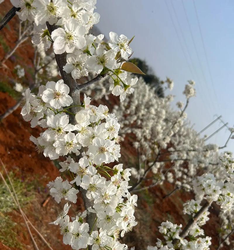 三月一日的诞辰花语是什么意思？这一天的花语有何特别之处？