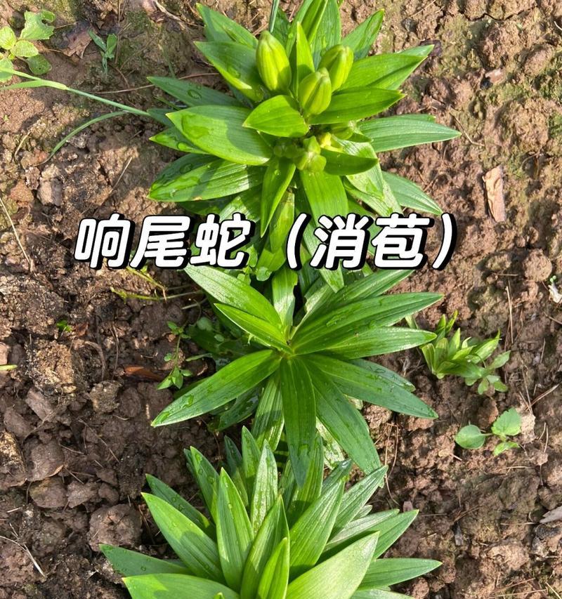 植物施肥过多怎么办？如何判断植物是否施肥过量？