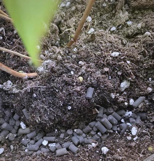 植物施肥过多怎么办？如何判断植物是否施肥过量？