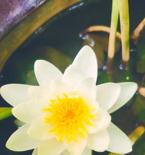 拍立得的花语有何含义？