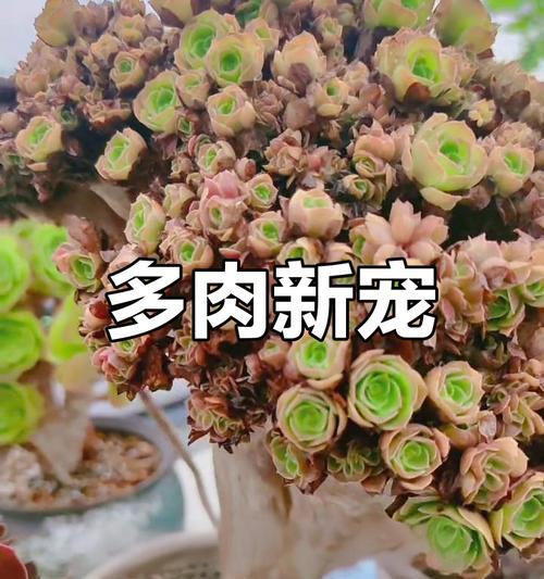多肉植物属于哪些科？多肉植物的分类有哪些？
