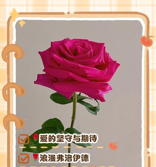 花馍玫瑰的寓意和花语是什么？它在传统中承载了哪些意义？