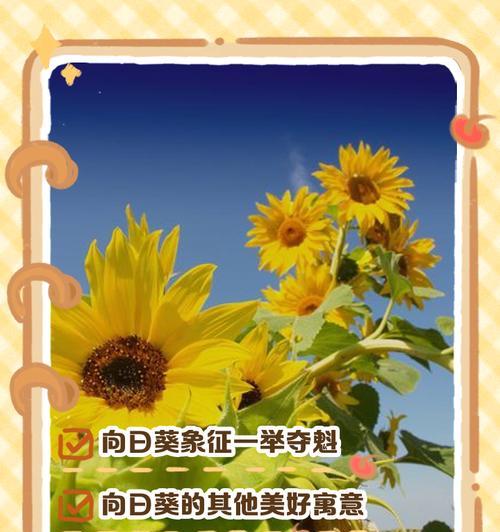 花馍玫瑰的寓意和花语是什么？它在传统中承载了哪些意义？
