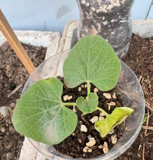 植物叶子发黄的常见原因及解决办法？