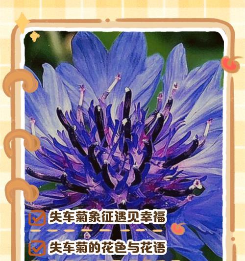 洋菊梗的花语寓意是什么？洋菊梗花语的深层含义是什么？