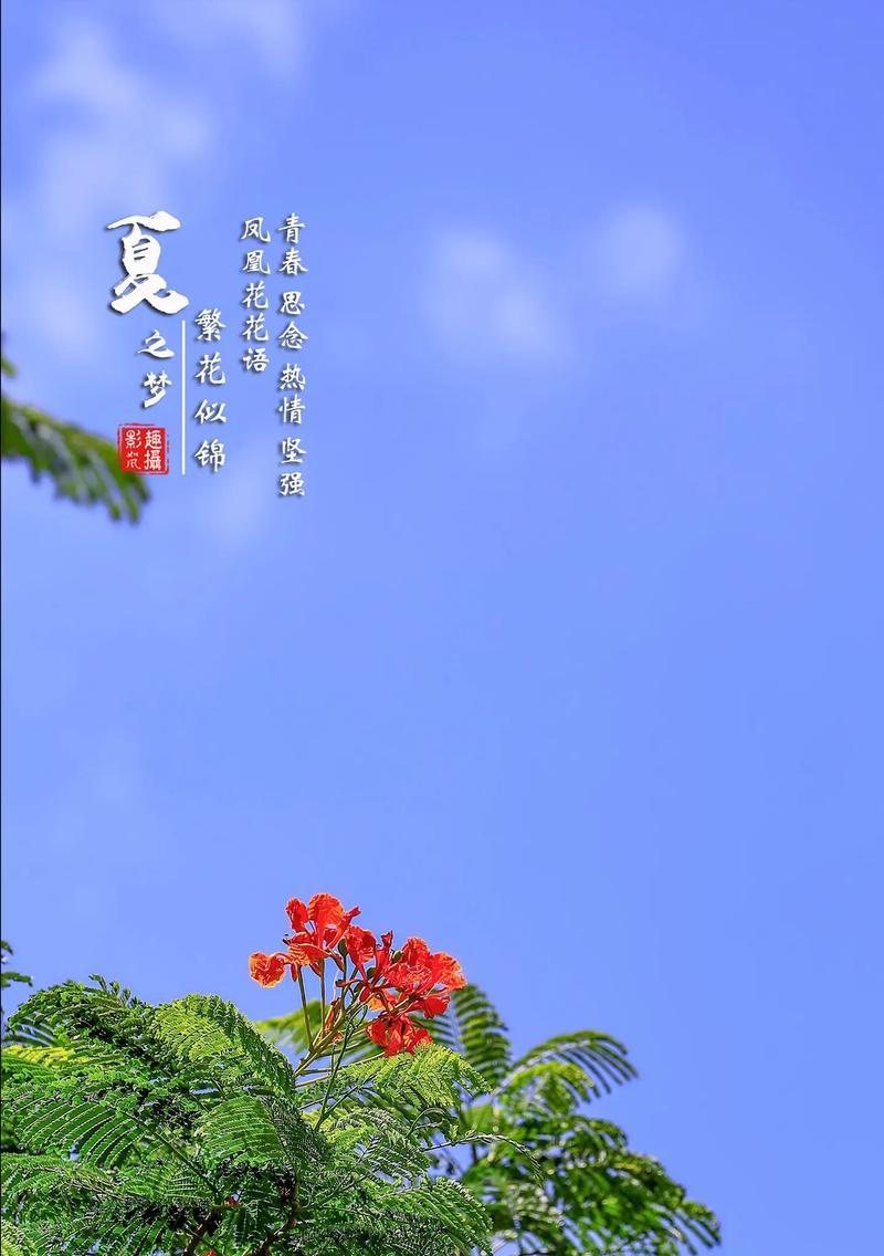 哪种花的花语代表短暂的治愈？