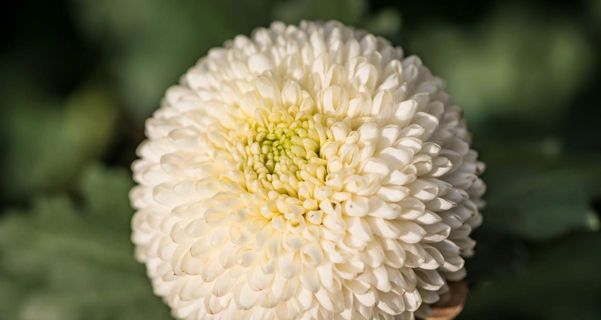 菊花的种类繁多，如何区分？哪种菊花最适合室内种植？