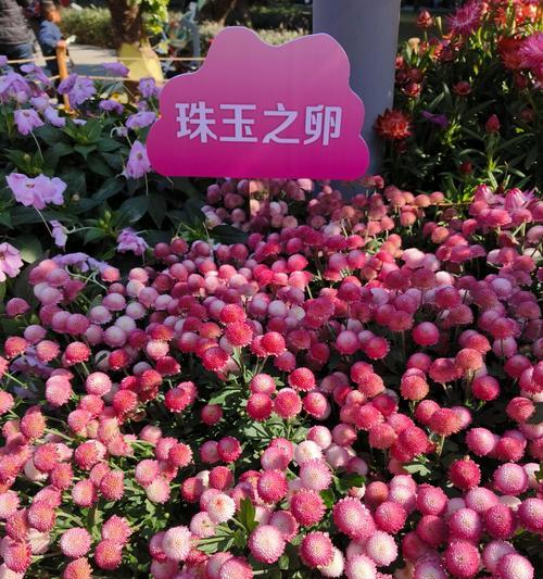 菊花的种类繁多，如何区分？哪种菊花最适合室内种植？