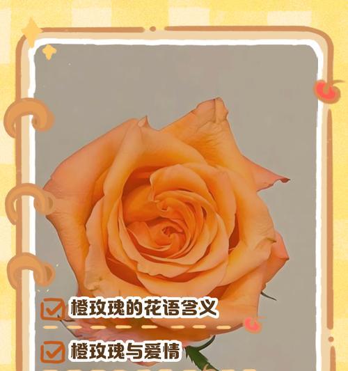 6支橙色系玫瑰花代表什么？它在表达情感时有何独特之处？