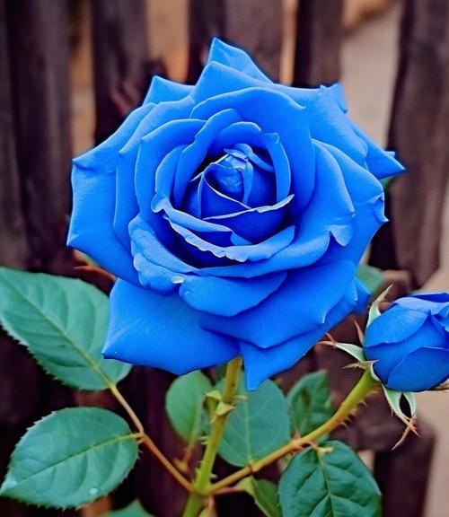 山河浪漫的花语是什么花？这种花语有何独特之处？