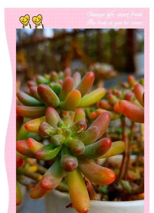 多肉植物冬季的养护技巧是什么？如何确保多肉植物安全过冬？
