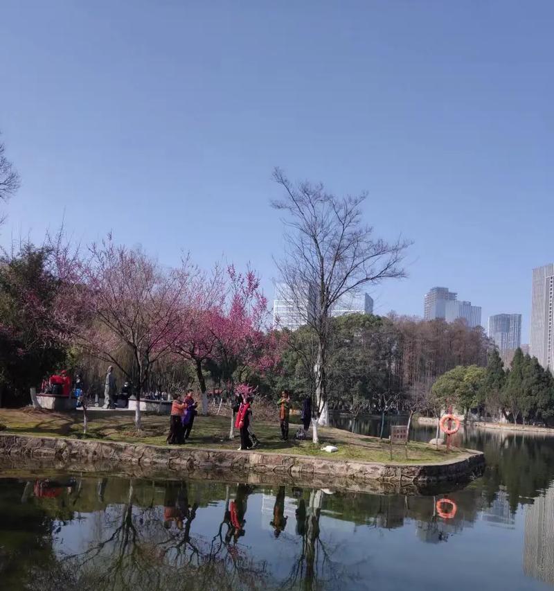 相思球花语有何特殊含义？