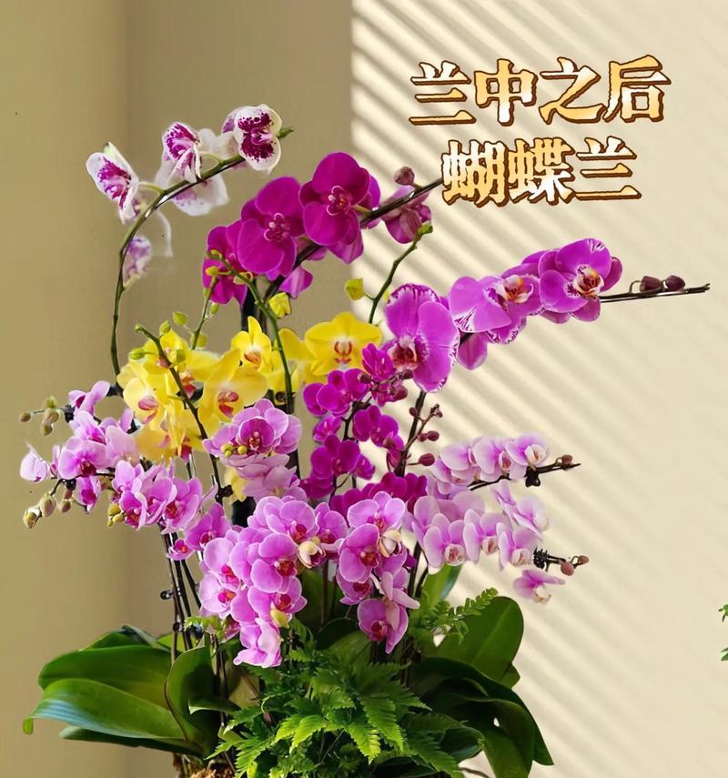蝴蝶兰的花语有哪些经典名句？代表了什么？