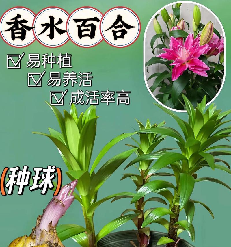 百合的栽培技术有哪些？百合怎么栽培才能开出美丽的花朵？