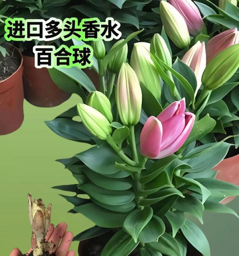 百合的栽培技术有哪些？百合怎么栽培才能开出美丽的花朵？
