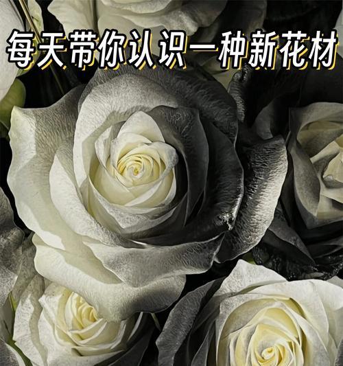 黑骑士玫瑰19朵的花语是什么？它代表了什么？