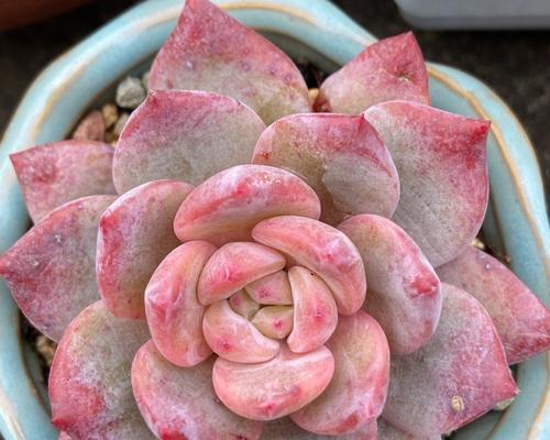 橙梦露多肉的养殖技巧是什么？