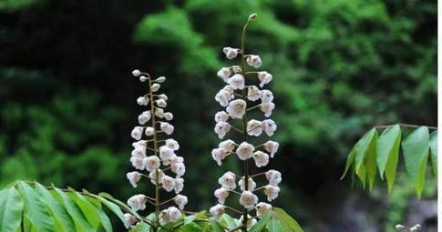 乔木类植物的种类有哪些？各自的特点是什么？