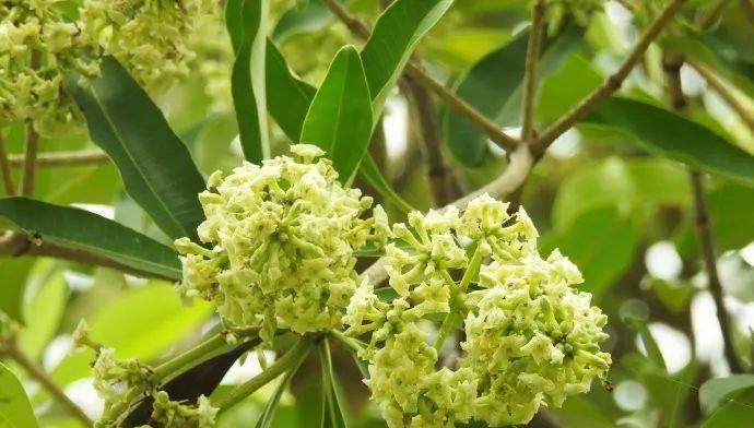 乔木类植物的种类有哪些？各自的特点是什么？