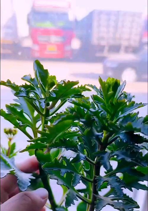 菊花打顶的最佳时机是什么时候？如何正确进行打顶操作？