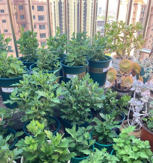 菊花打顶的最佳时机是什么时候？如何正确进行打顶操作？