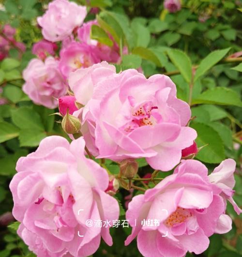 夜蔷薇的花语是什么意思？夜蔷薇在夜晚的特殊含义？