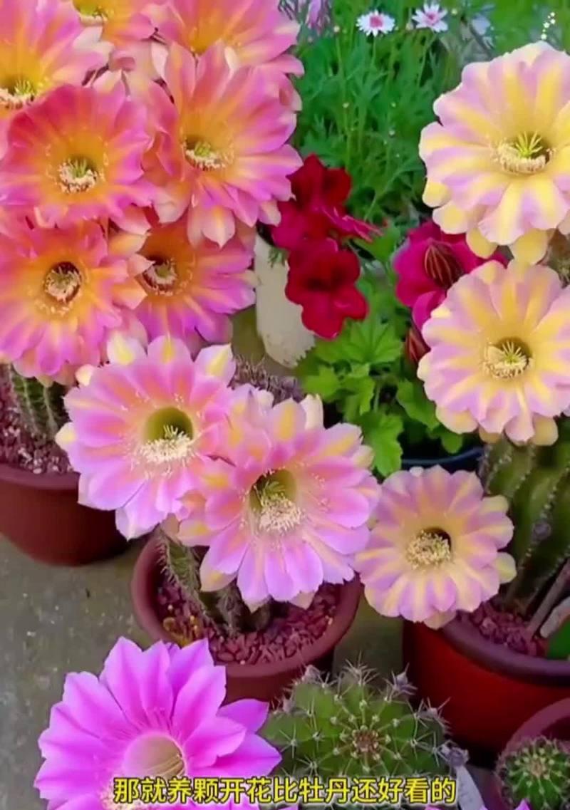 仙人球的花有哪些颜色？如何让仙人球开花？