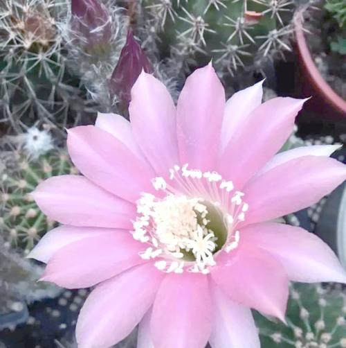 仙人球的花有哪些颜色？如何让仙人球开花？