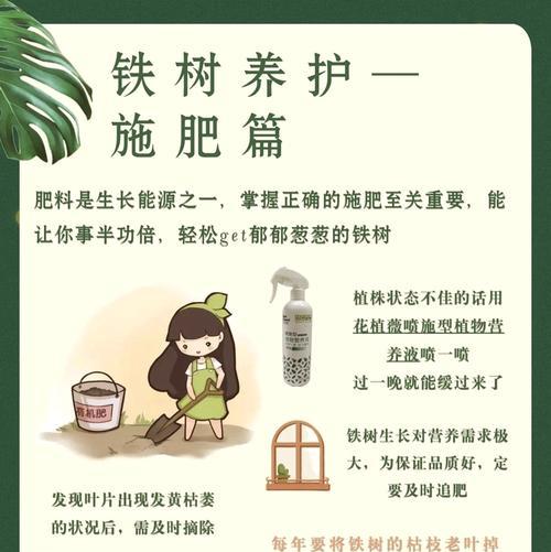 铁树种植的步骤和注意事项有哪些？