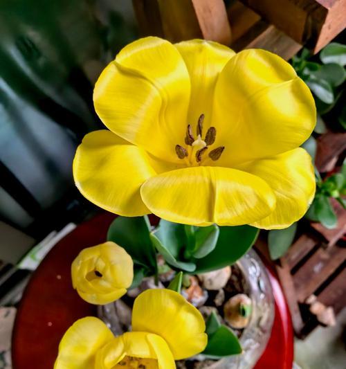 在你眼里看到的花语代表什么？
