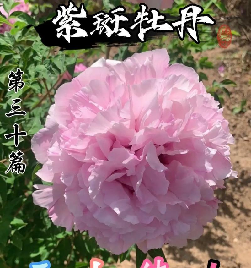 牡丹花象征什么？如何在作文中表达其寓意？