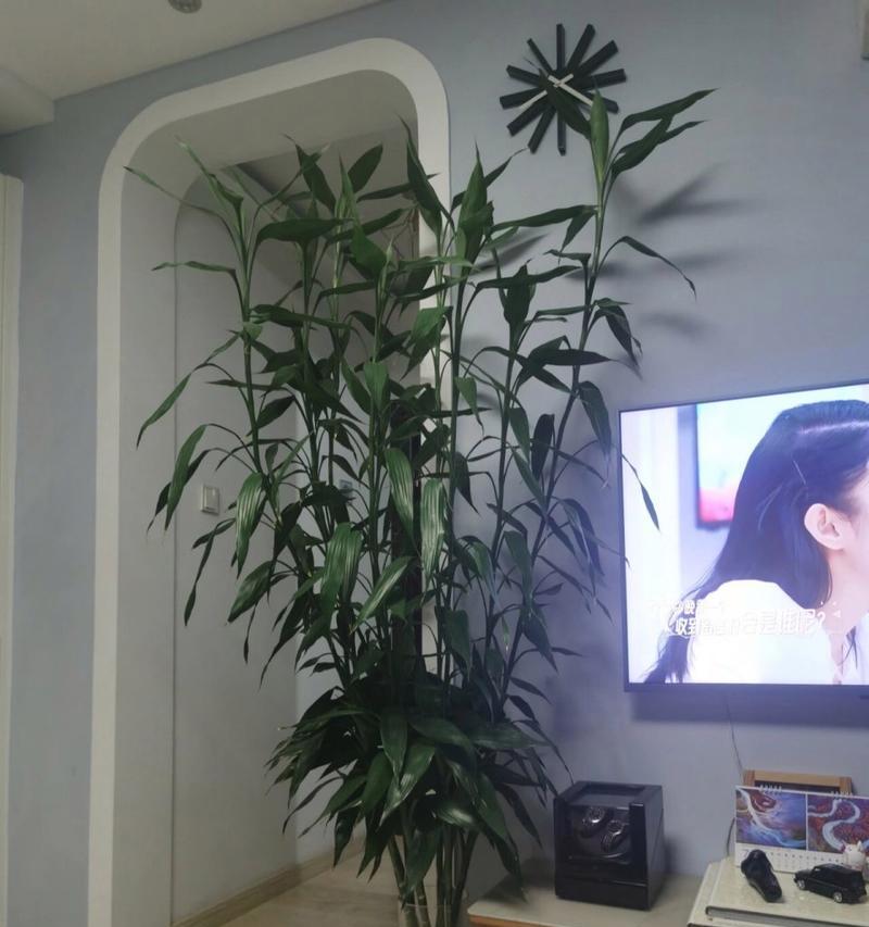 转运竹长高后修剪的方法是什么？修剪后如何保持形态？