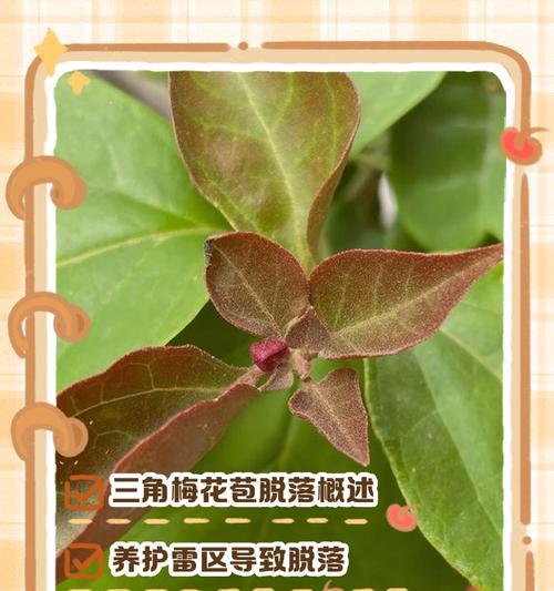 三角梅掉花的原因是什么？如何预防和处理？