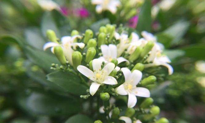 豆豆球的花语和寓意是什么？豆豆球代表了什么？