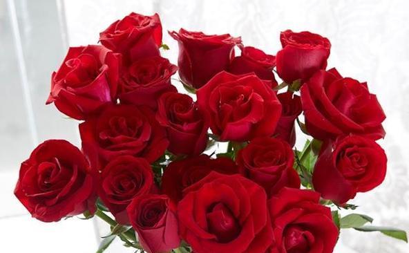 玫瑰花36朵代表了什么？36朵玫瑰花的花语是什么？