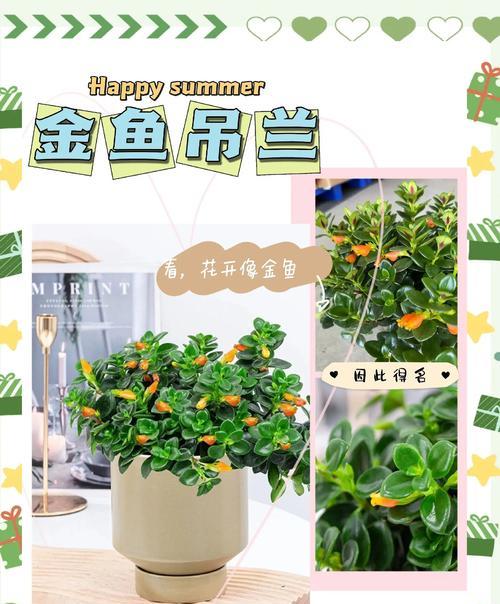 吊兰秋季养护的要点是什么？