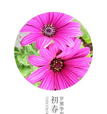 木子花的花语是什么？“留个庄”在花语中有何含义？