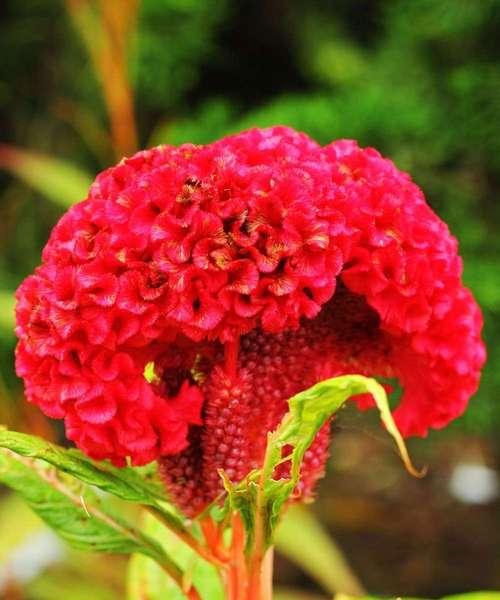 木子花的花语是什么？“留个庄”在花语中有何含义？