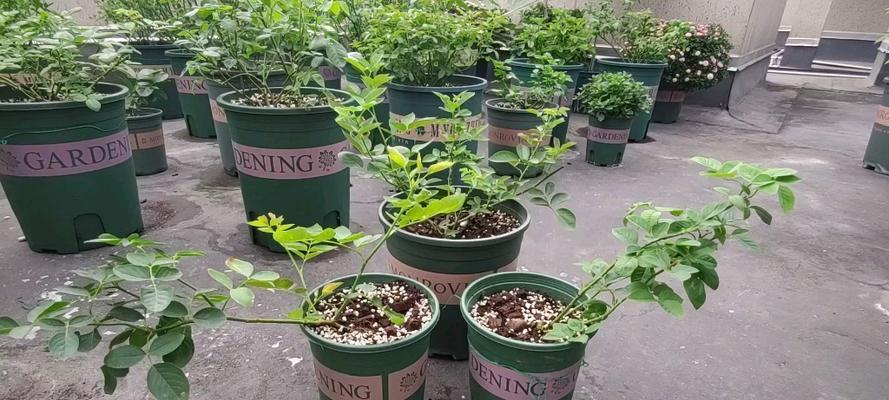 月季小苗怎样才能长得壮实？有哪些注意事项？