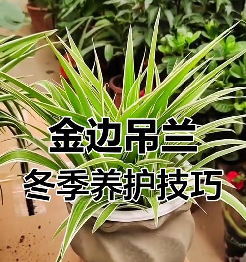 吊兰浇水的最佳时间和方法是什么？