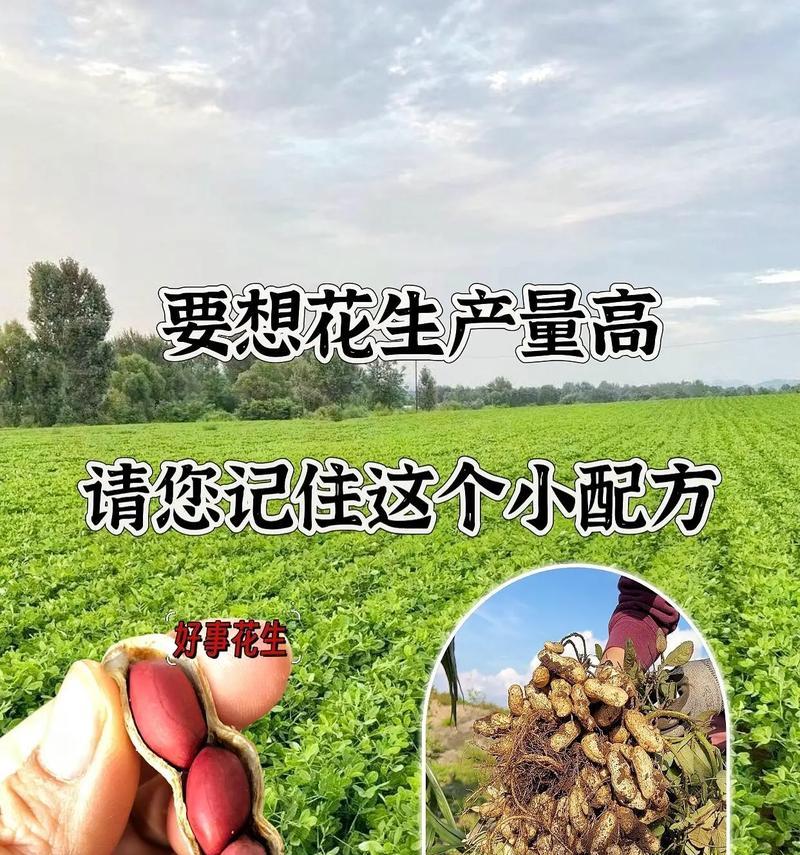 花生开花象征着什么？花语有何特别之处？