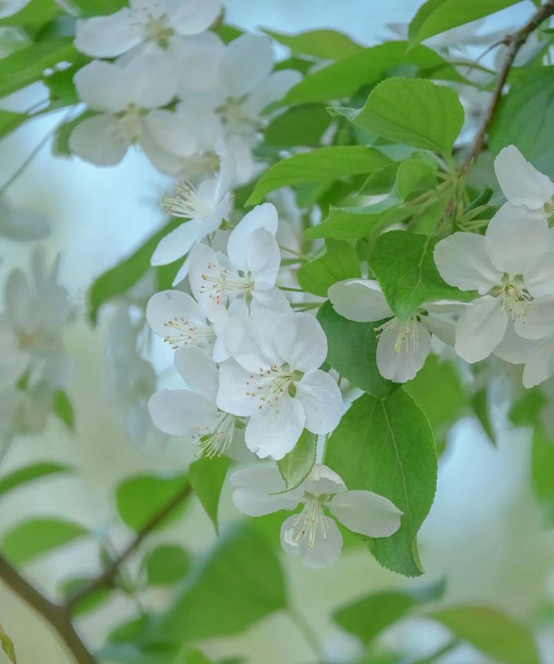 花生开花象征着什么？花语有何特别之处？